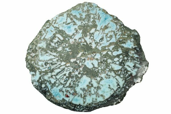 A slice of a Larimar replaced wood limb cast.